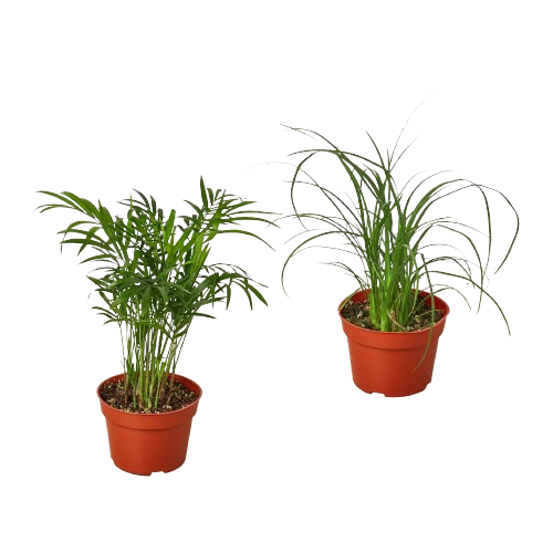 Palm Variety Pack (2 Plants)