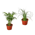 Palm Variety Pack (2 Plants)