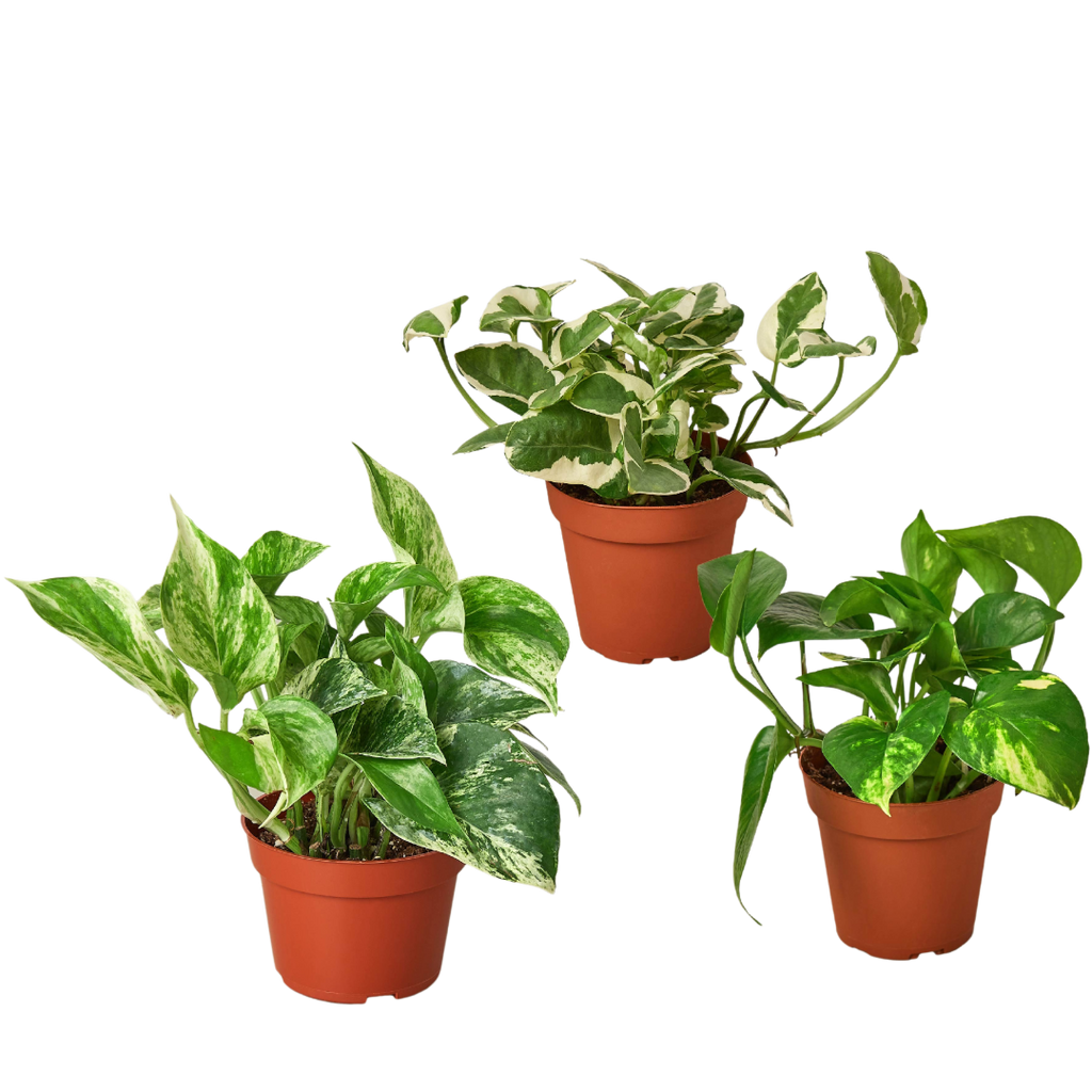 Pothos Variety Pack (3 Plants)