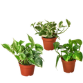 Pothos Variety Pack (3 Plants)