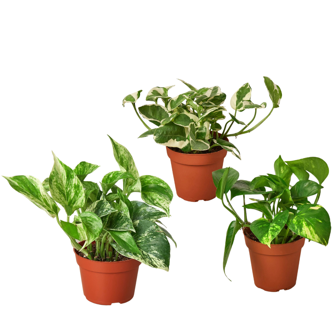 Pothos Variety Pack (3 Plants)