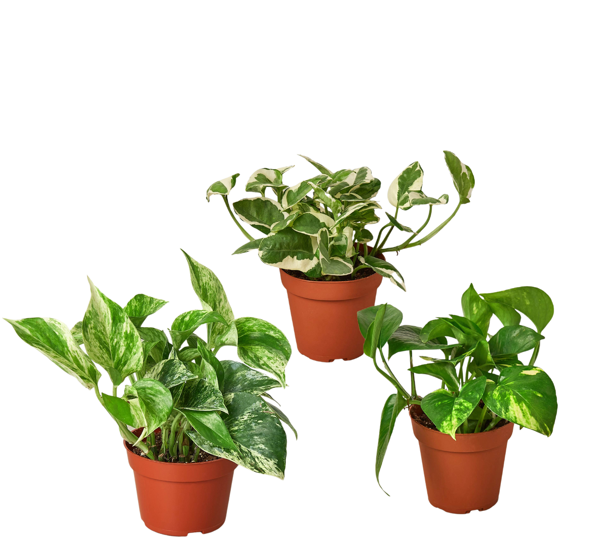 Pothos Variety Pack (3 Plants)