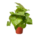 Syngonium Cream Allusion