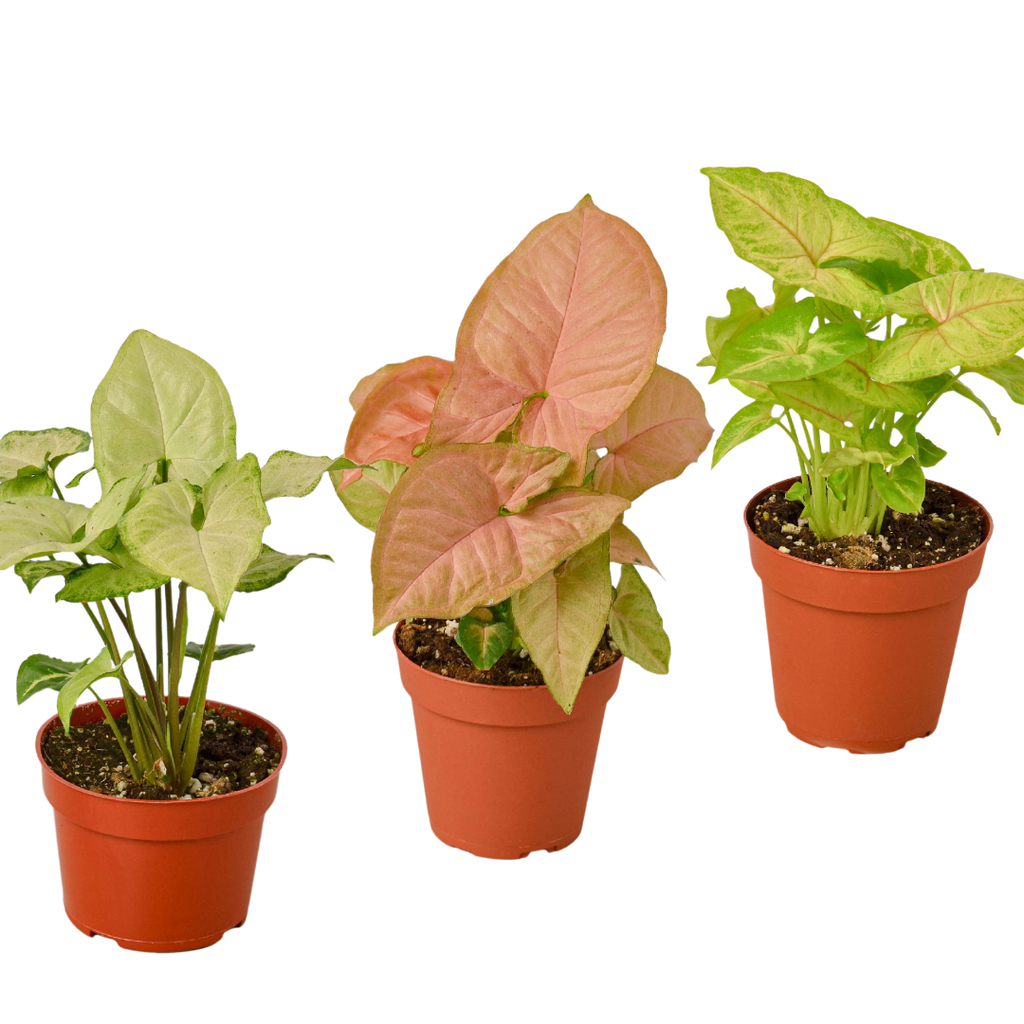 Syngonium Arrowhead Variety Pack (3 Plants)