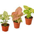 Syngonium Arrowhead Variety Pack (3 Plants)