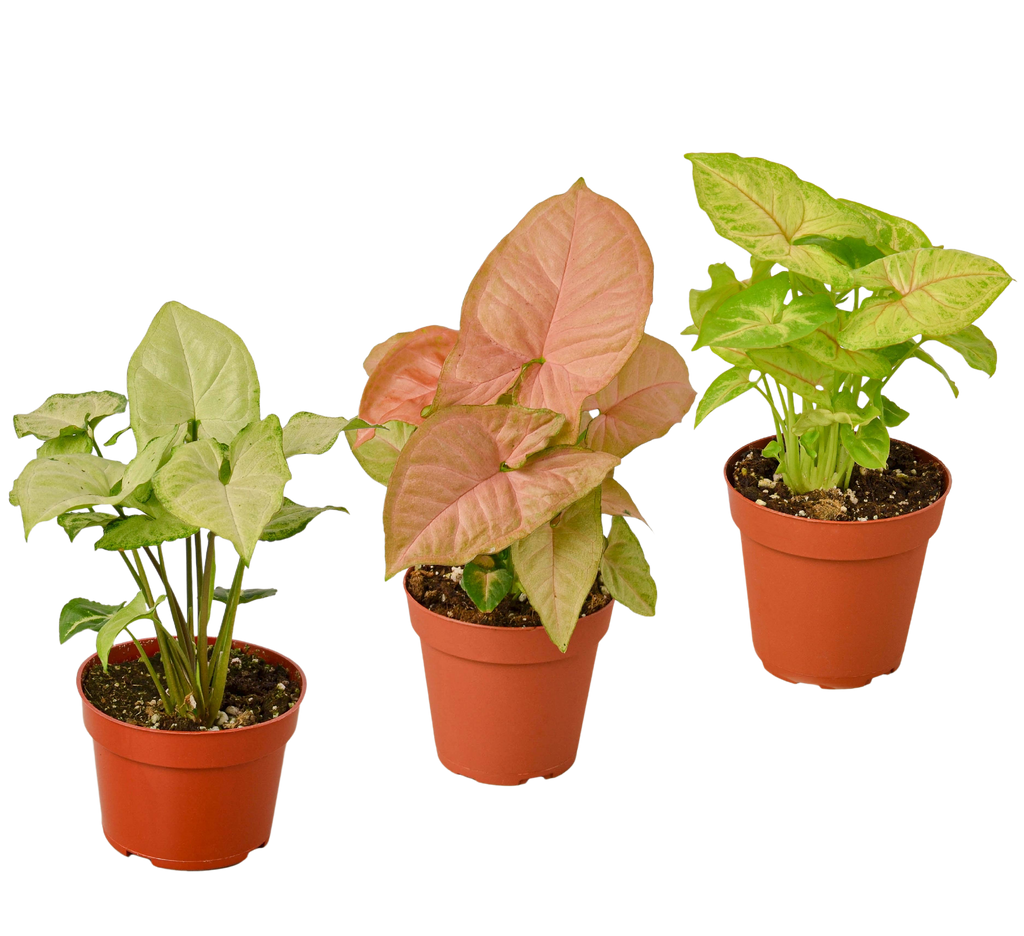 Syngonium Arrowhead Variety Pack (3 Plants)