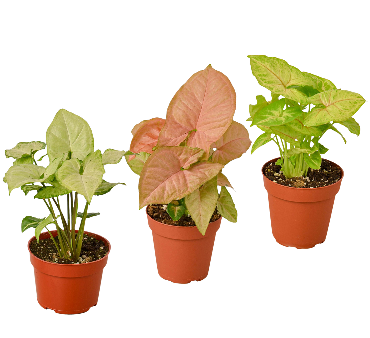 Syngonium Arrowhead Variety Pack (3 Plants)