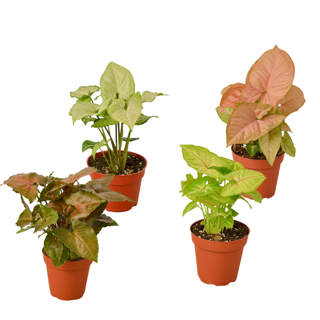 Syngonium Arrowhead Variety Pack (4 Plants)