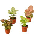 Syngonium Arrowhead Variety Pack (4 Plants)