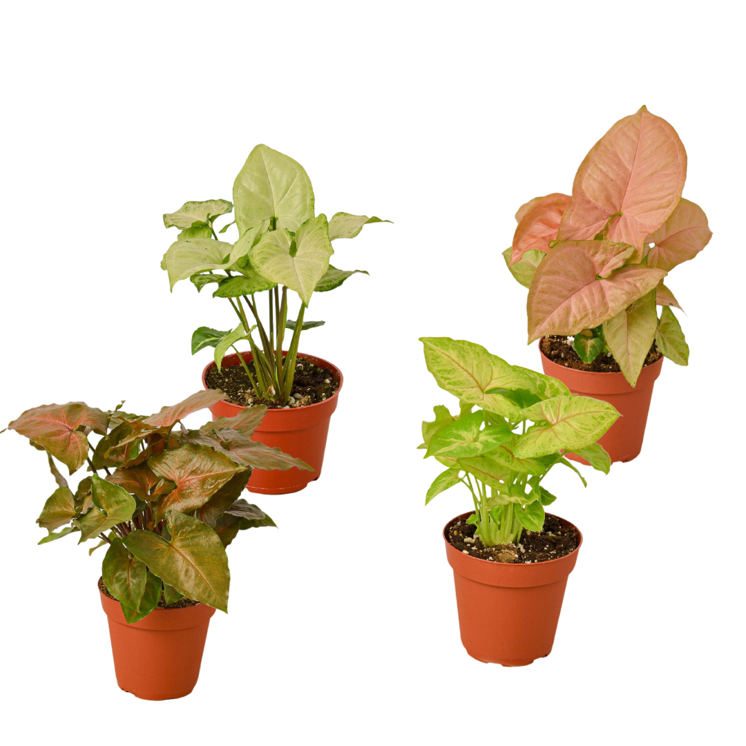 Syngonium Arrowhead Variety Pack (4 Plants)