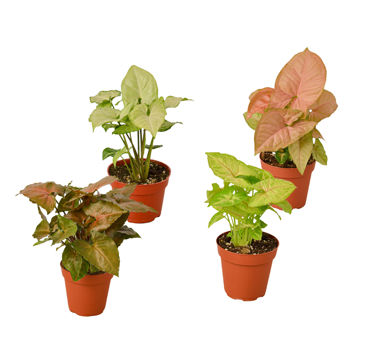 Syngonium Arrowhead Variety Pack (4 Plants)
