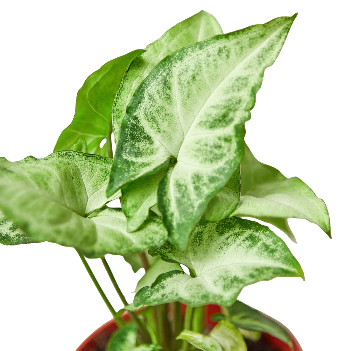 Syngonium White Butterfly