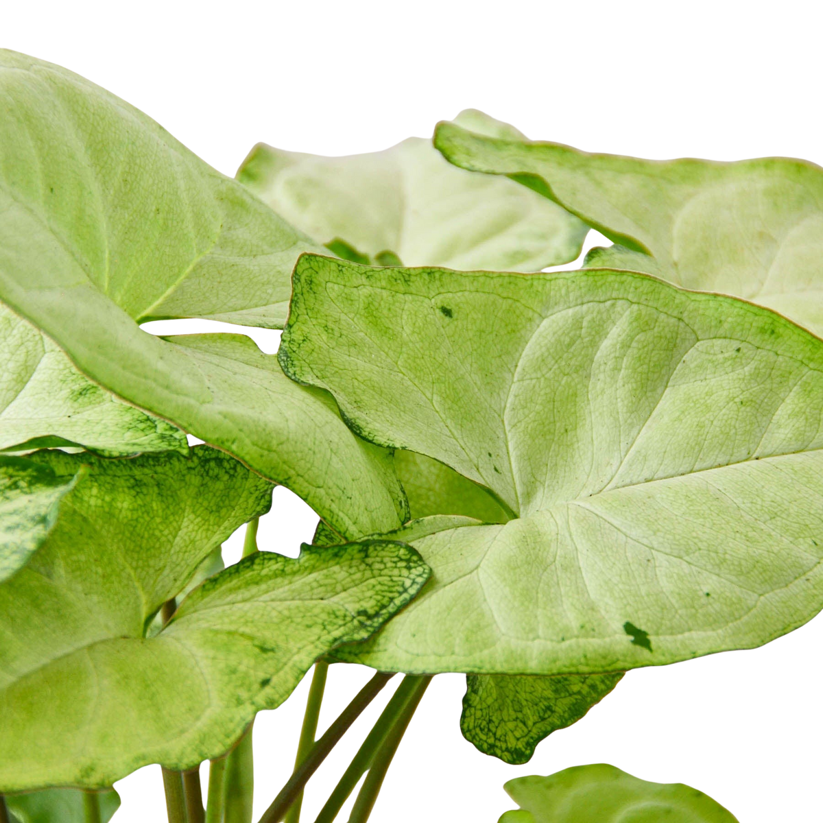 Syngonium White Butterfly