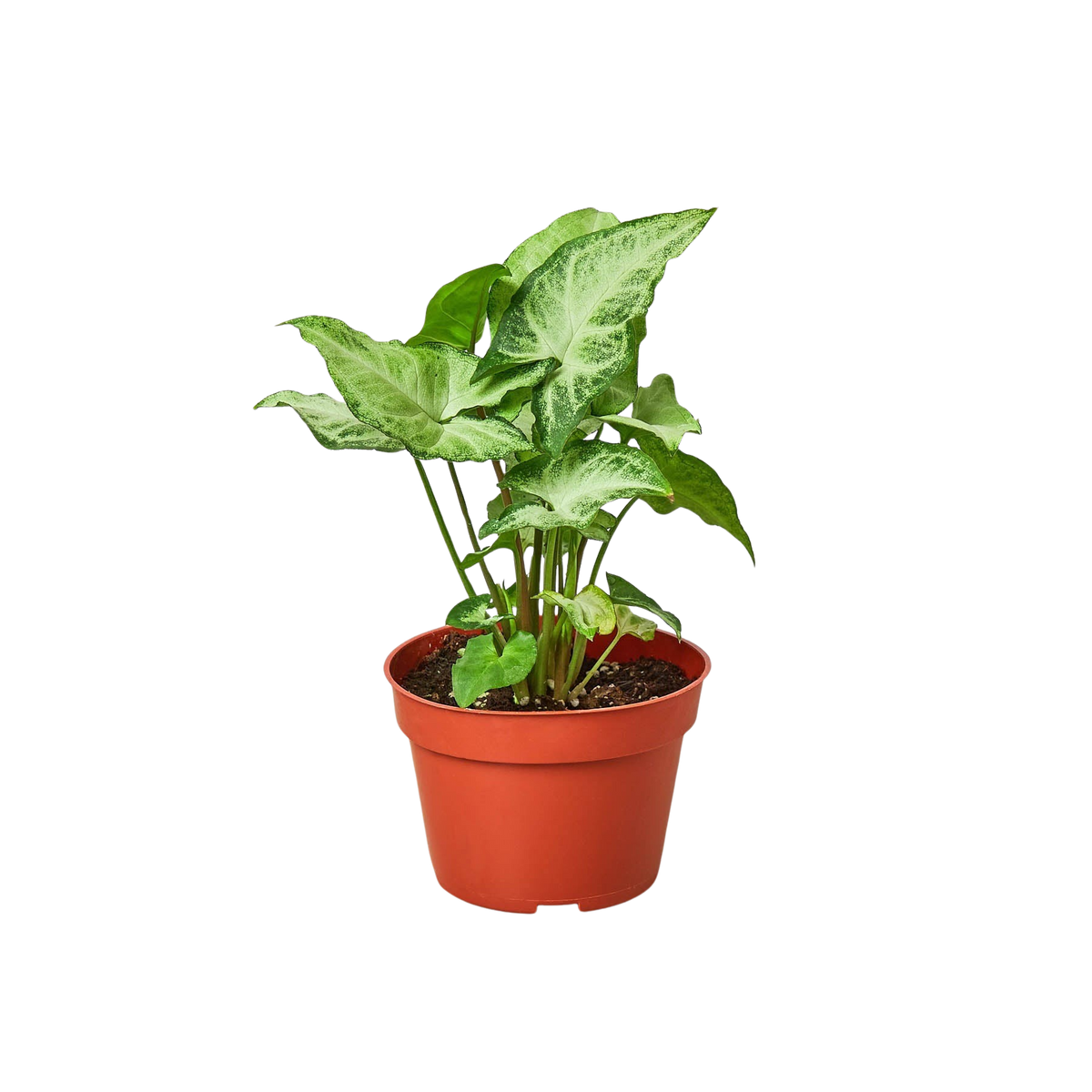Syngonium White Butterfly
