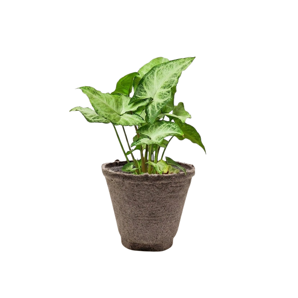 Syngonium White Butterfly