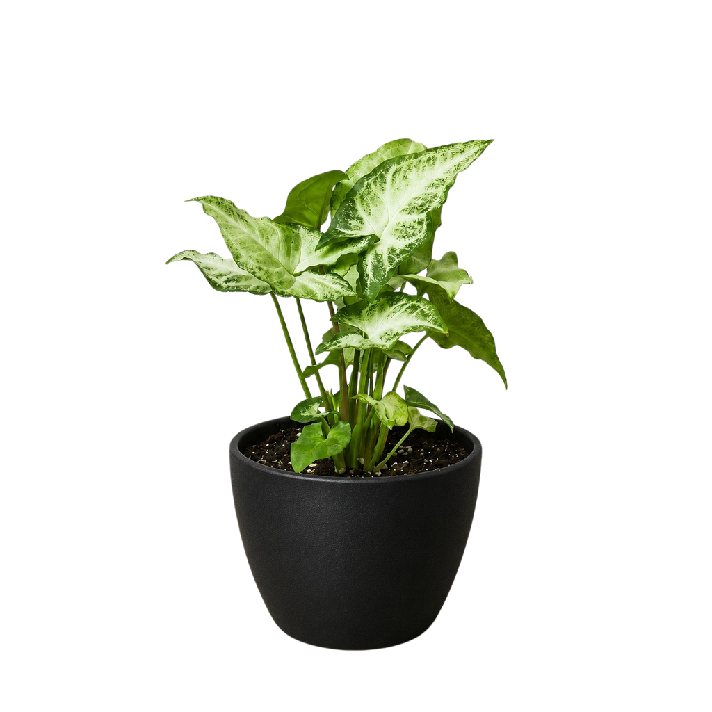 Syngonium White Butterfly