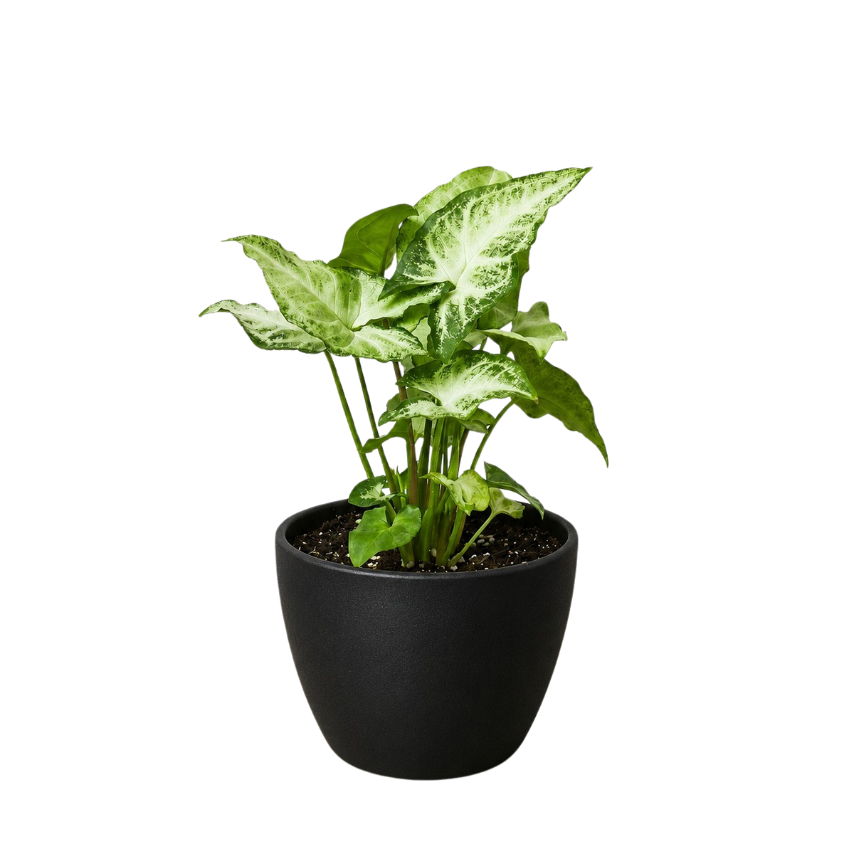 Syngonium White Butterfly