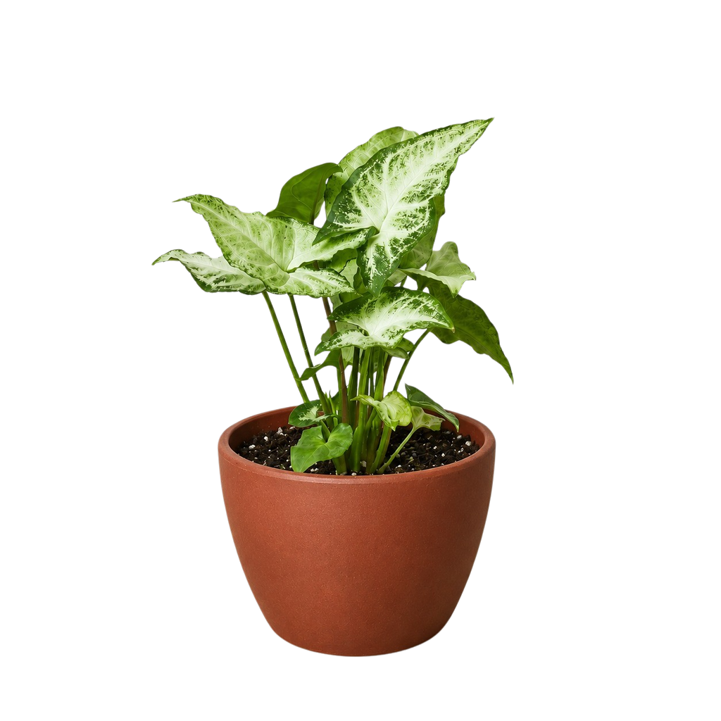 Syngonium White Butterfly