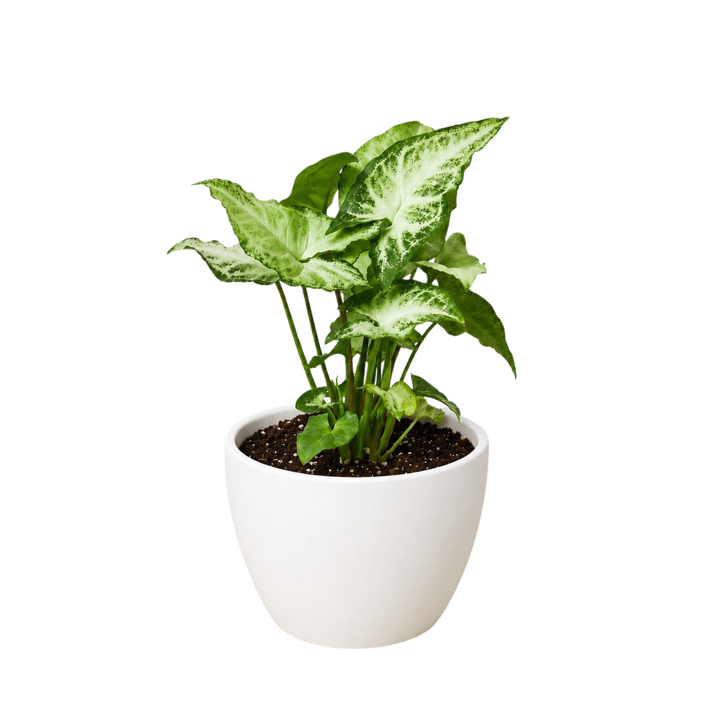 Syngonium White Butterfly