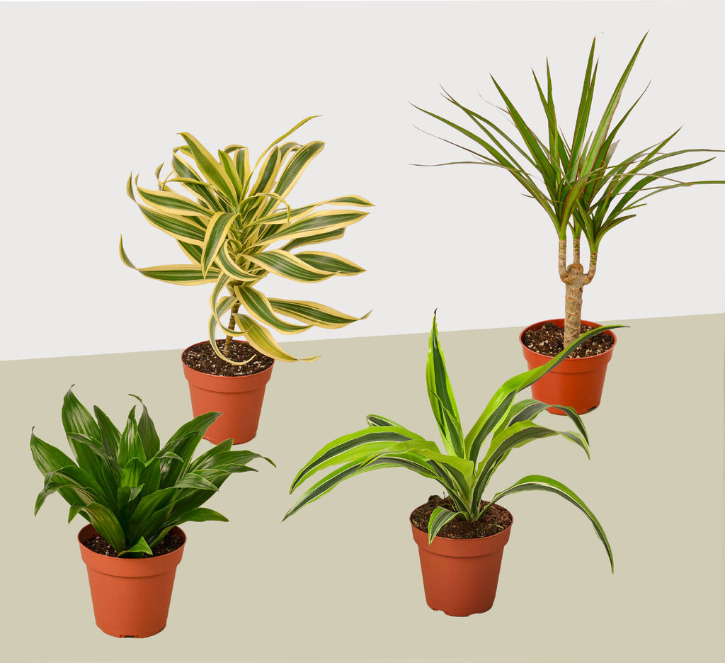 Dracaena Variety Pack (4 Plants)