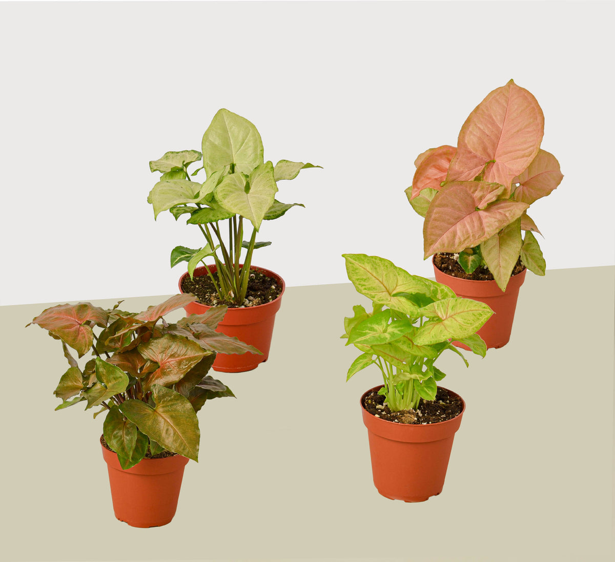 Syngonium Arrowhead Variety Pack (4 Plants)