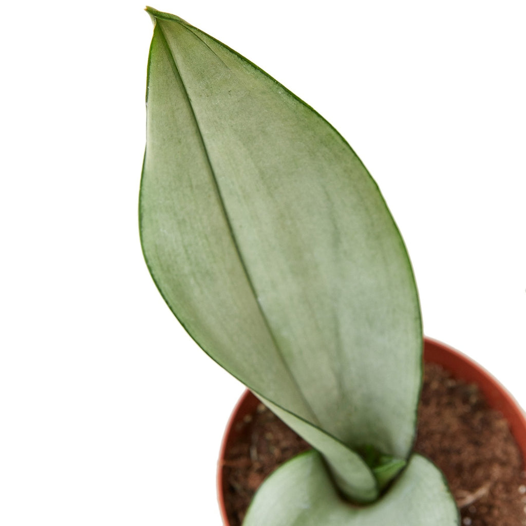 Snake Plant 'Moonshine'