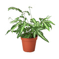 Pteris 'Albo' Fern