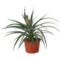 Bromeliad 'Yellow Pineapple'