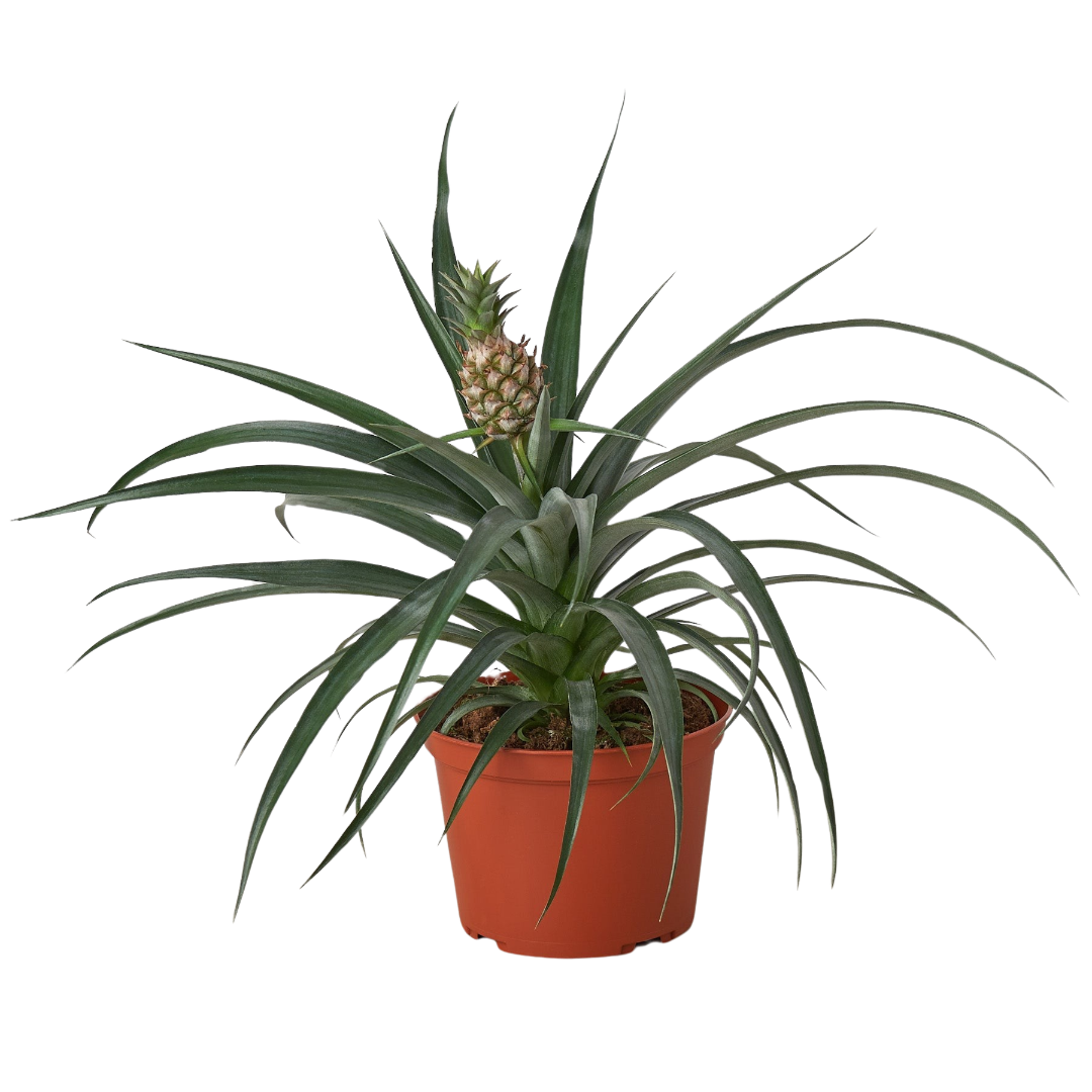 Bromeliad 'Yellow Pineapple'