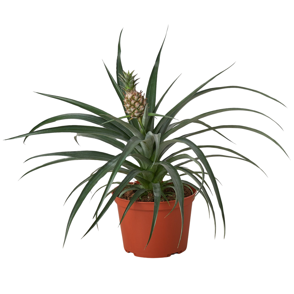 Bromeliad 'Yellow Pineapple'