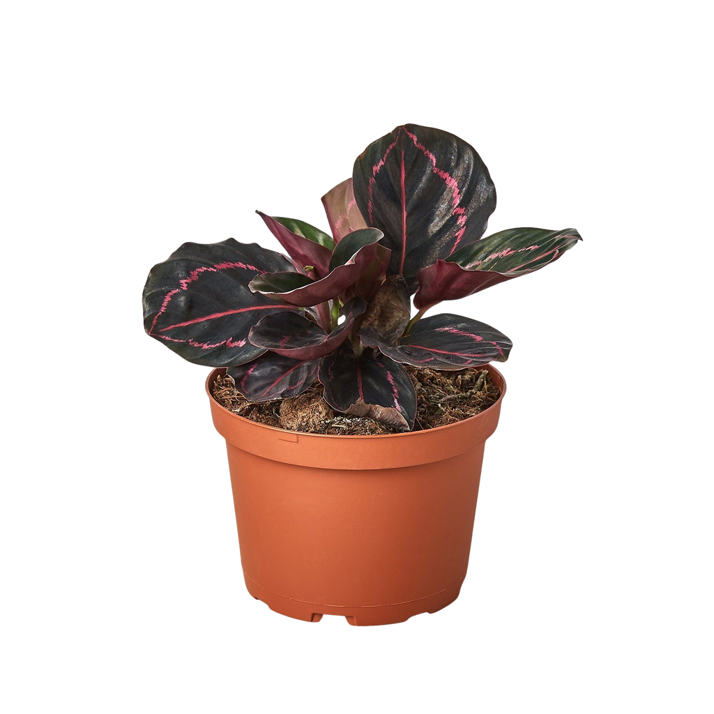 Calathea Dottie in a 4 inch nursery pot, one of three pet-safe plants in the FernClay Pet-Safe Trio