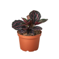 Calathea Dottie in a 4 inch nursery pot, one of three pet-safe plants in the FernClay Pet-Safe Trio