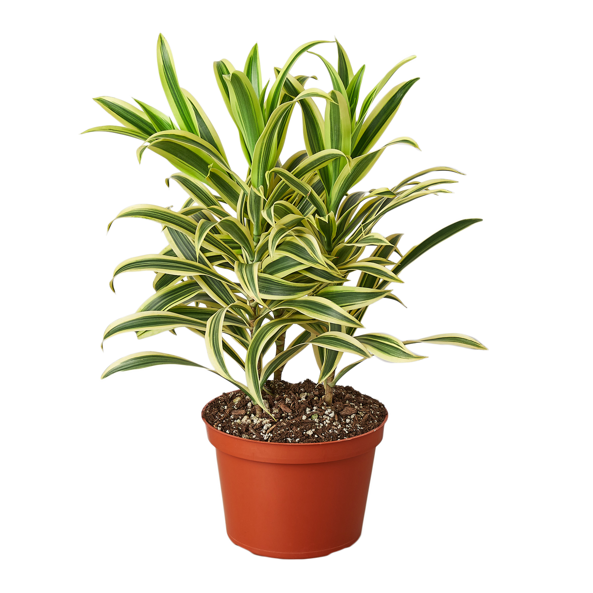 Dracaena 'Song of India'