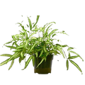 Pteris 'Albo' Fern