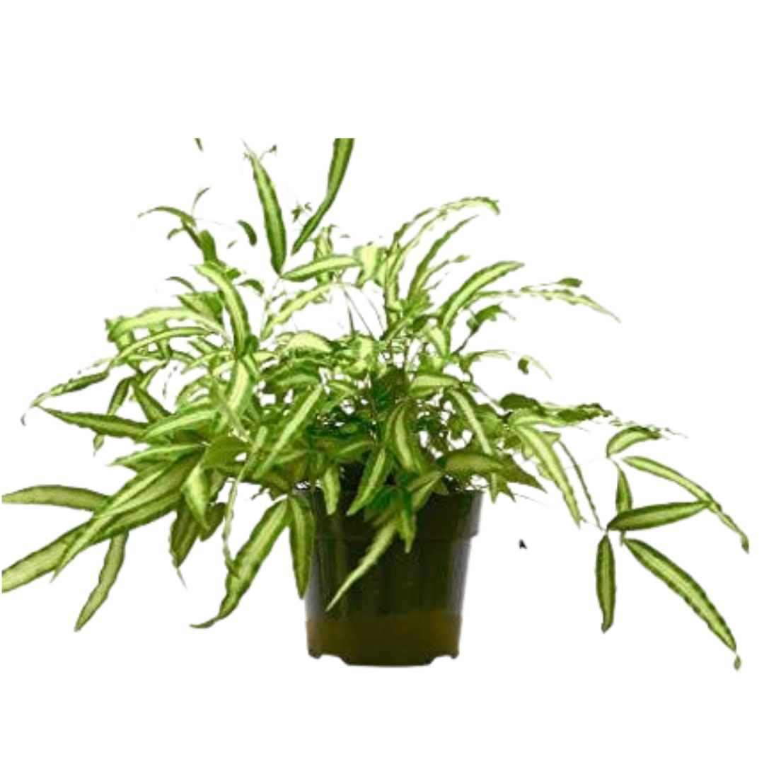 Pteris 'Albo' Fern
