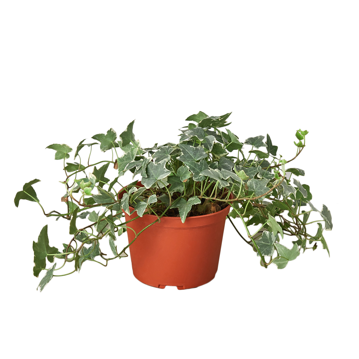 English Ivy 'Glacier'
