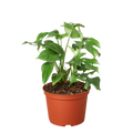 Philodendron Mini Monstera Minima