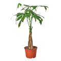 Money Tree 'Guiana Chestnut' Braid