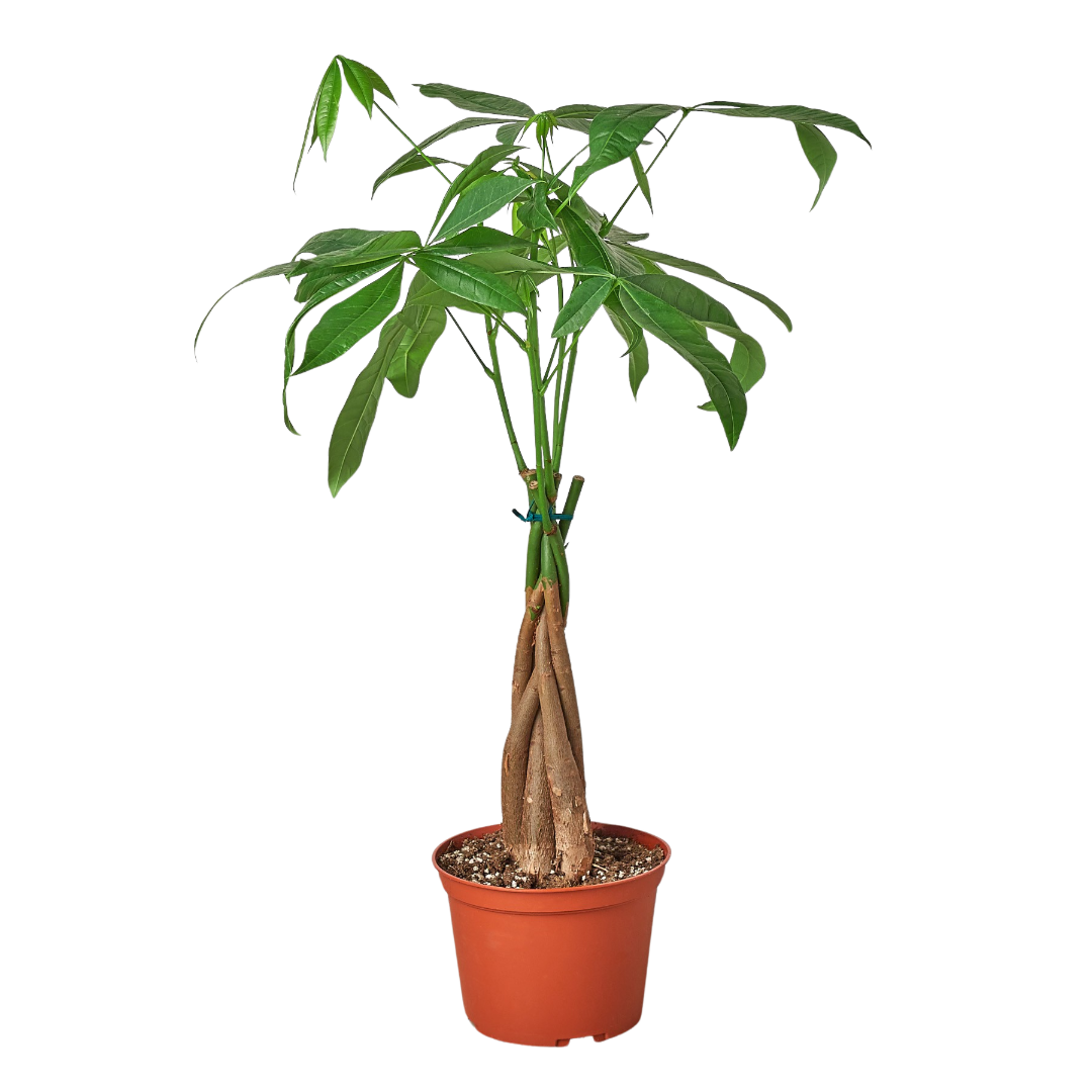 Money Tree 'Guiana Chestnut' Braid