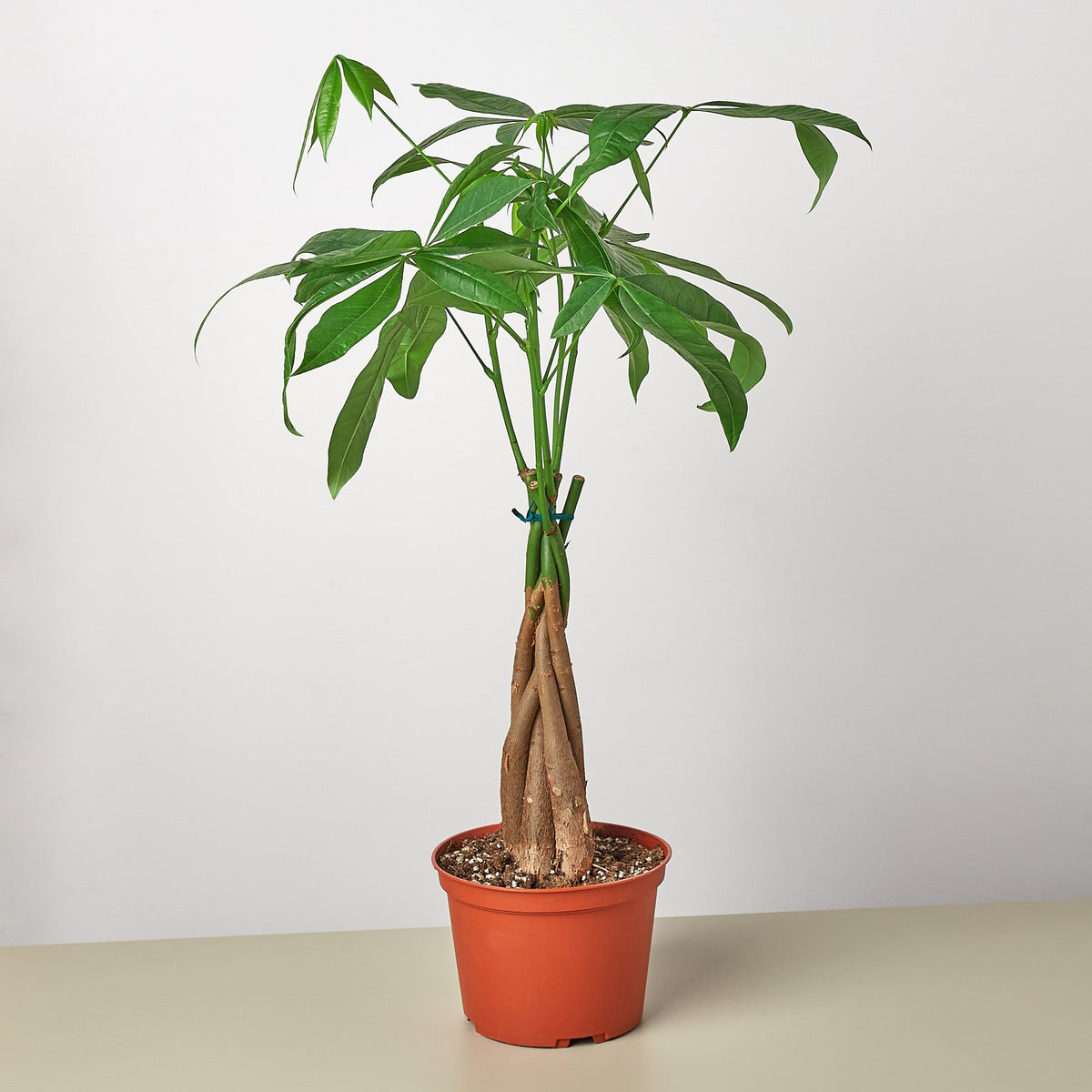 Money Tree 'Guiana Chestnut' Braid