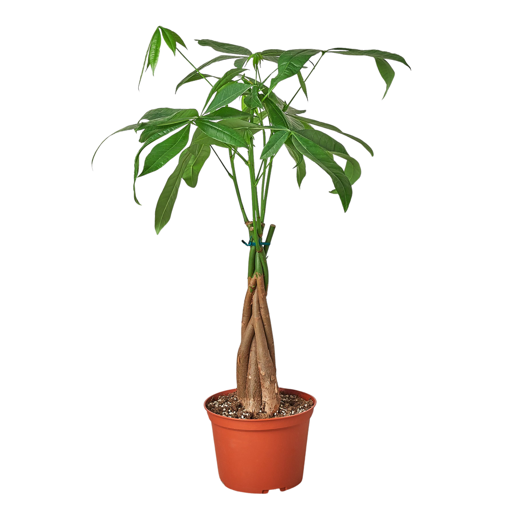 Money Tree 'Guiana Chestnut' Braid