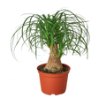 Palm Ponytail