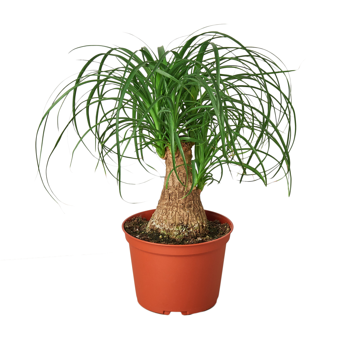 Palm Ponytail