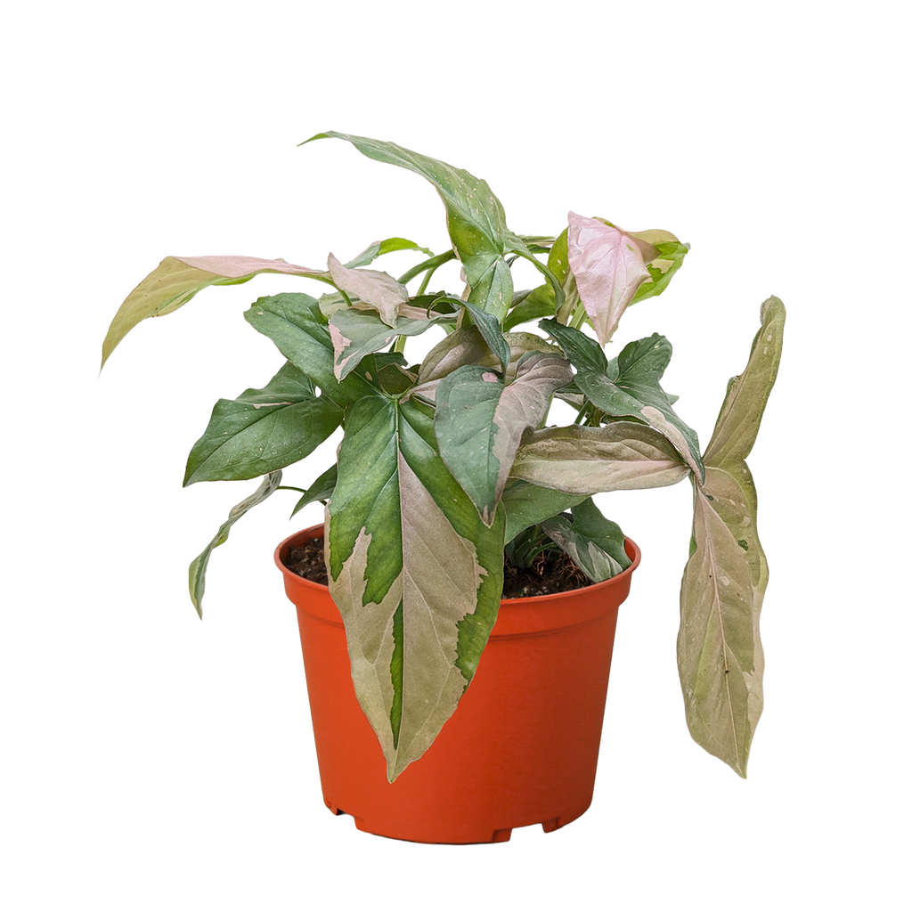 Syngonium 'Pink Splash'