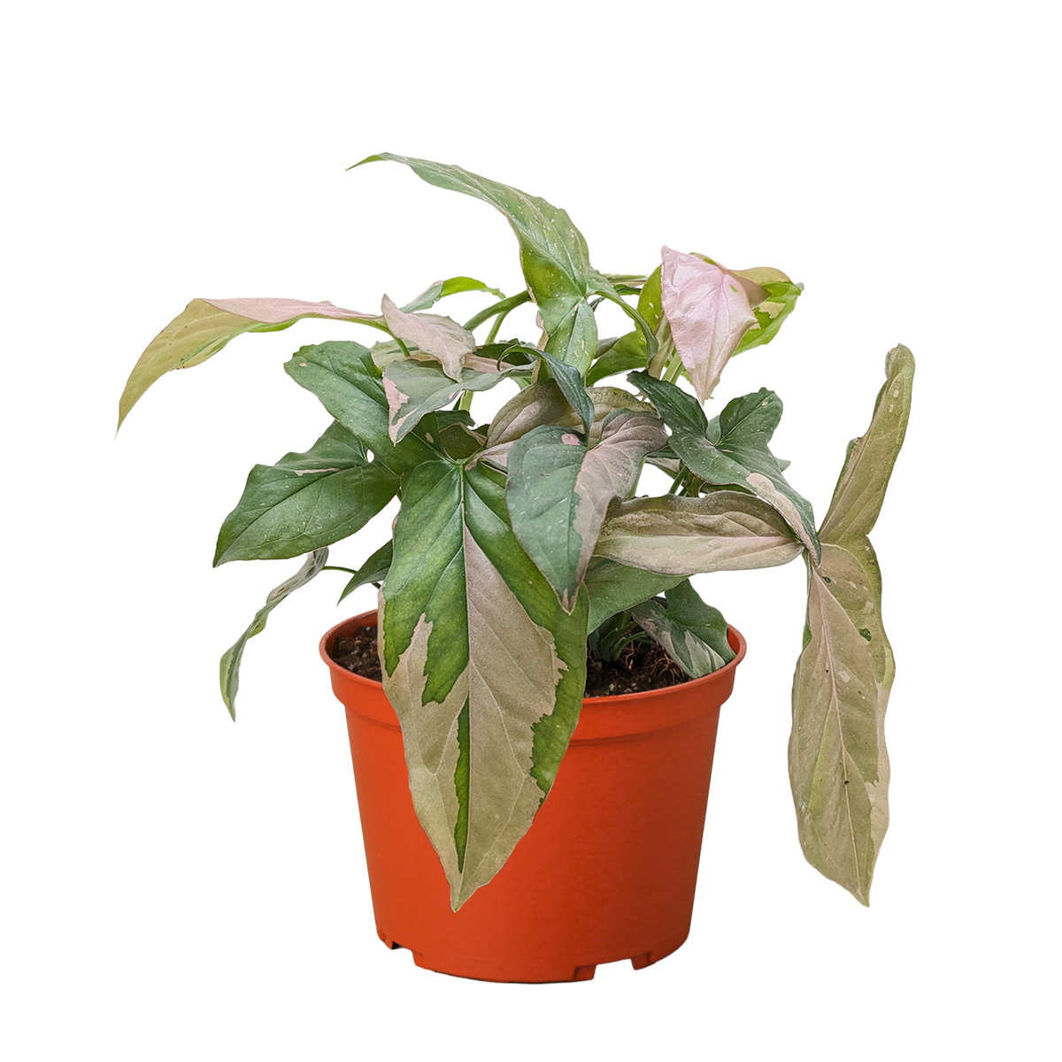 Syngonium 'Pink Splash'