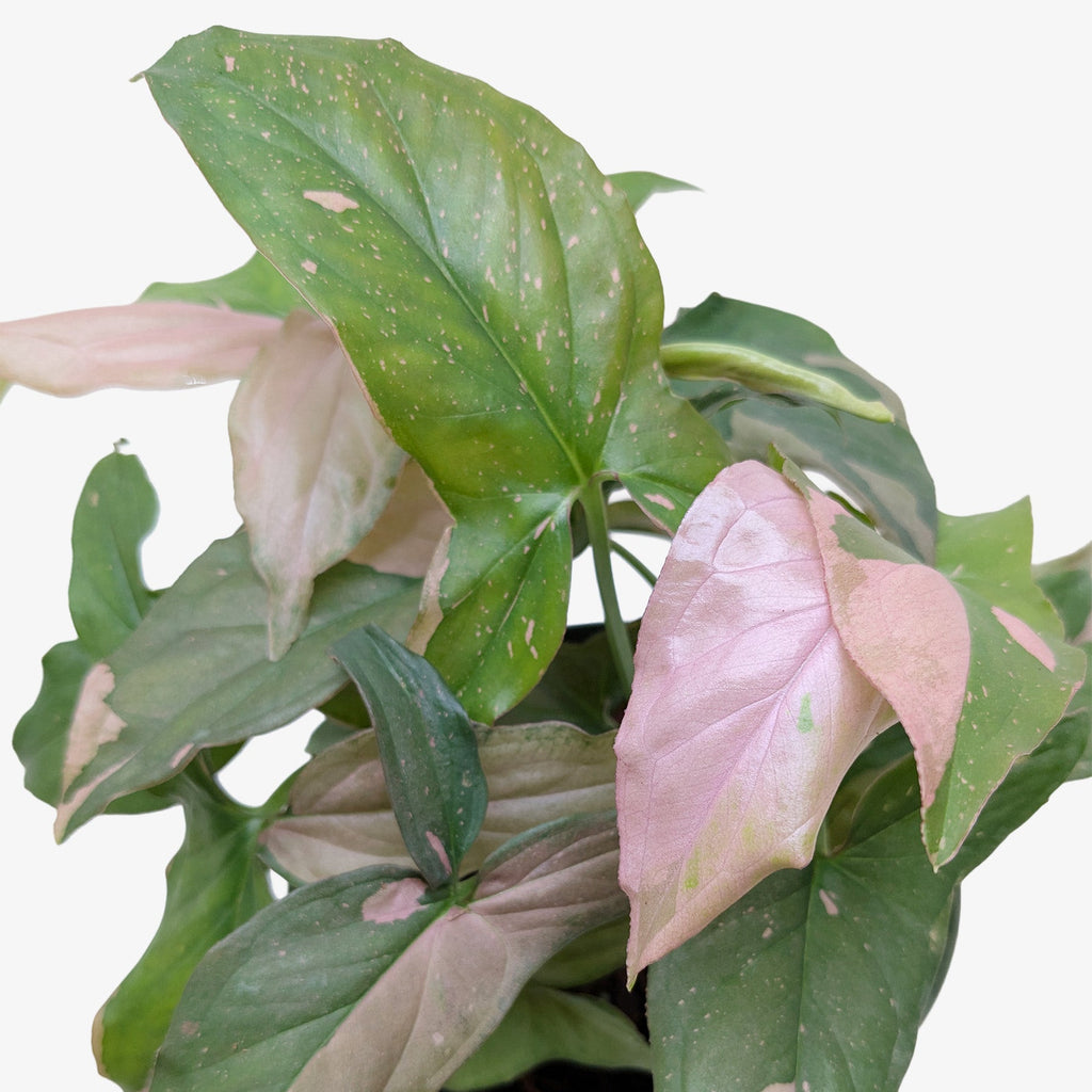 Syngonium 'Pink Splash'