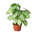 Syngonium White Butterfly
