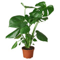 Monstera Split-Leaf