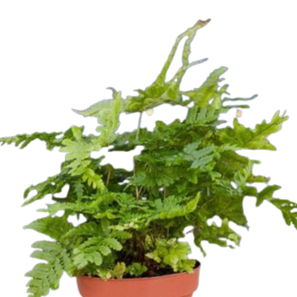 Autumn Fern