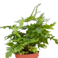 Autumn Fern